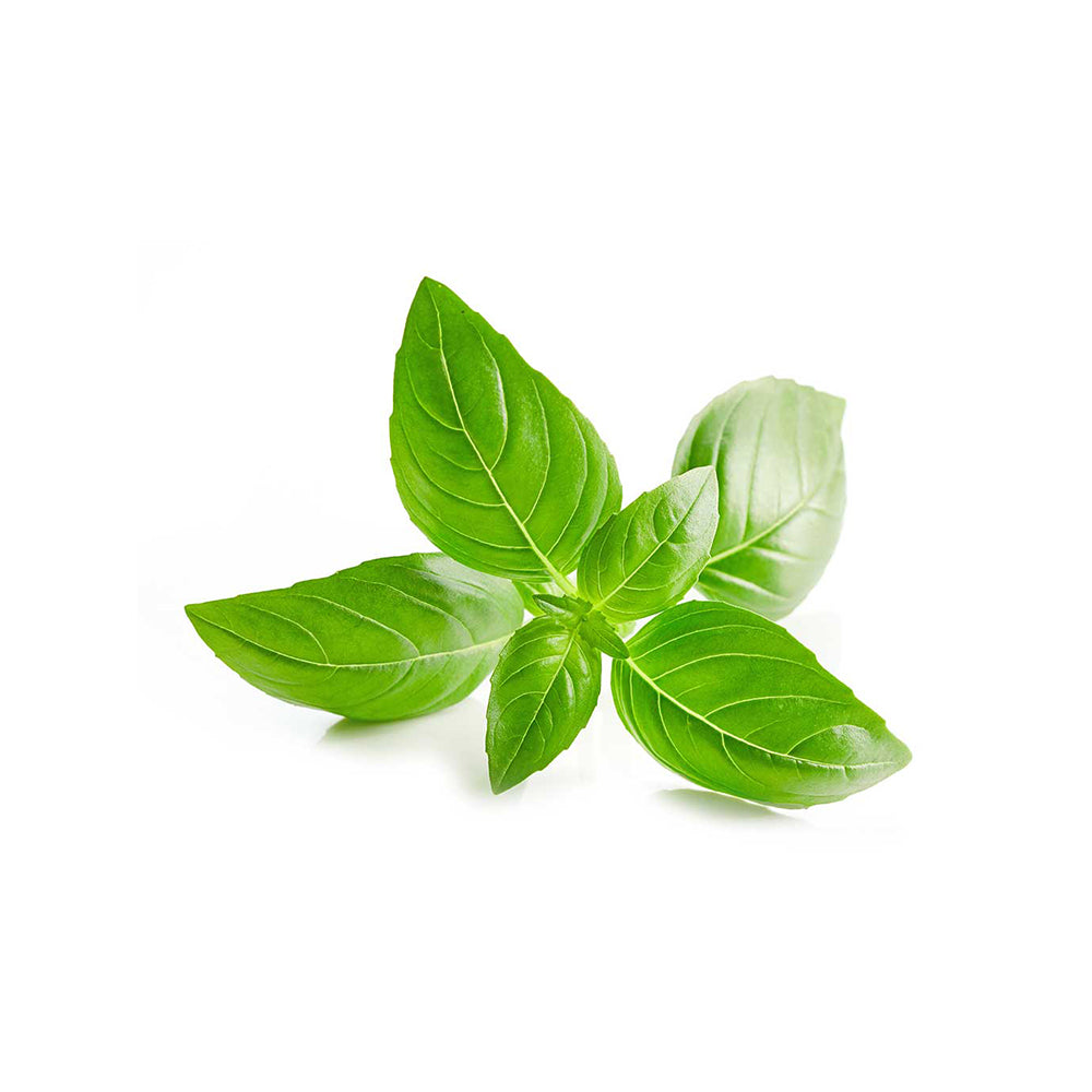 Italian Basil (50g)