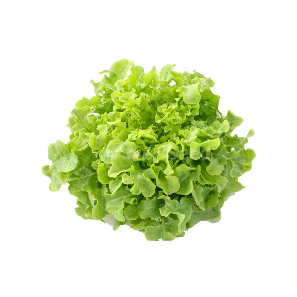 Green Oakleaf Lettuce (100g)