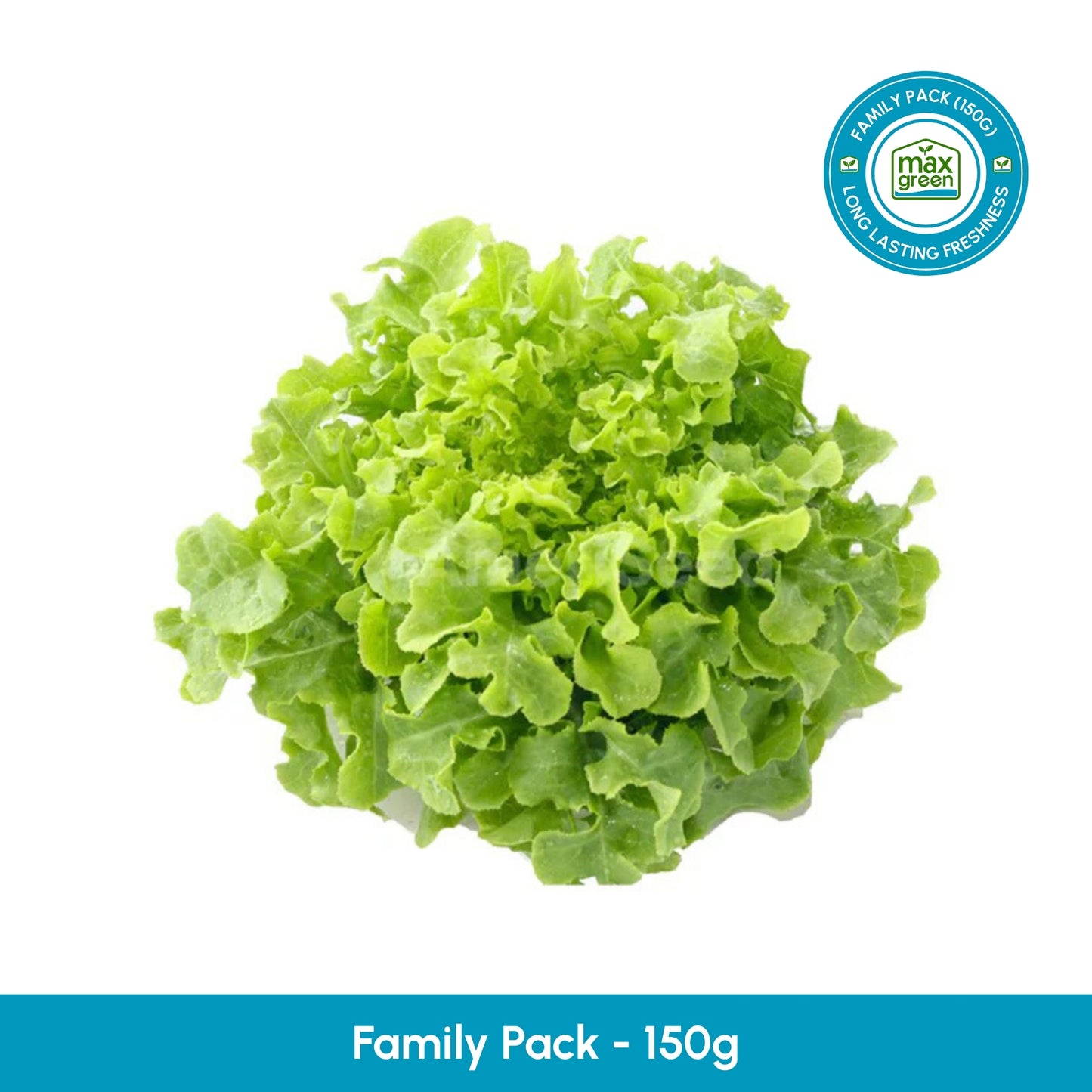 Green Oakleaf Lettuce