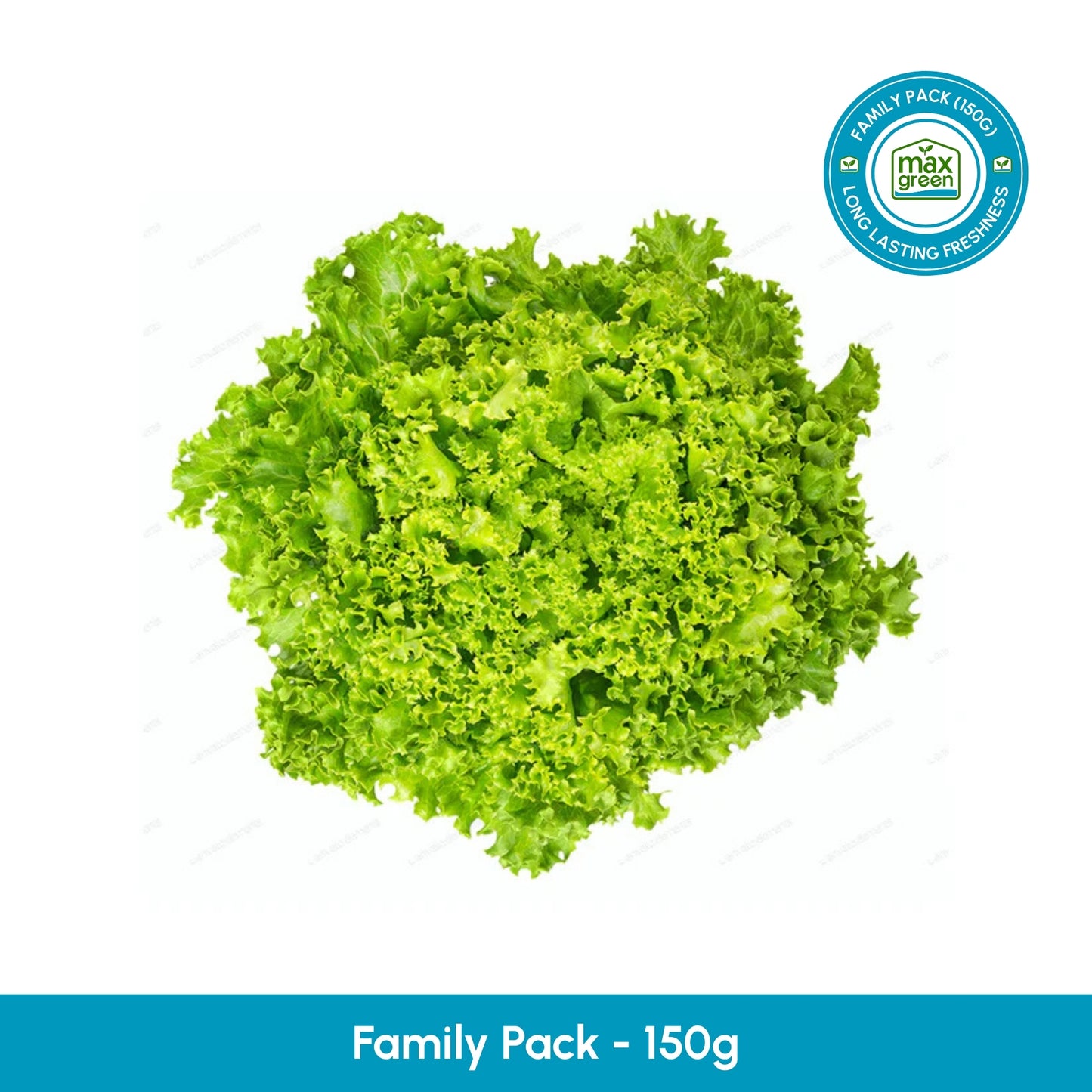 Green Lollo Lettuce