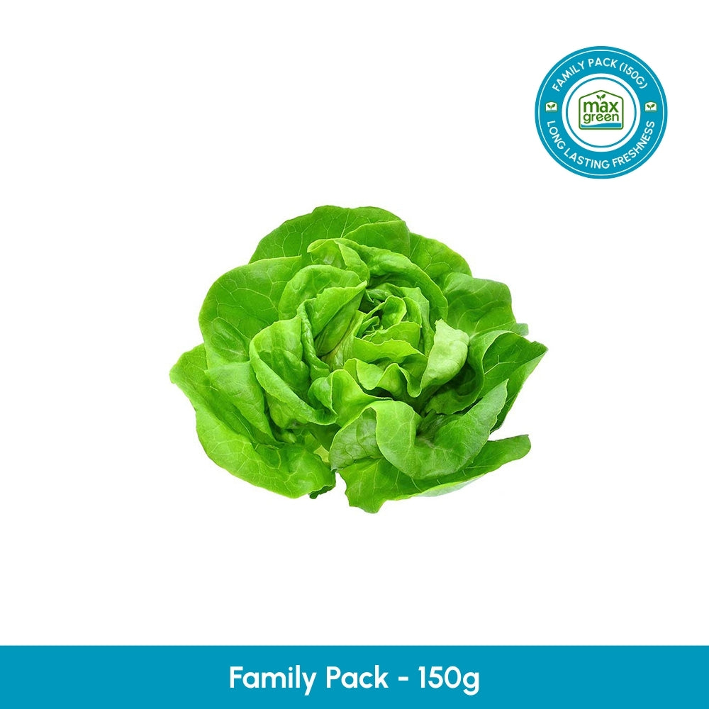 Butterhead Lettuce