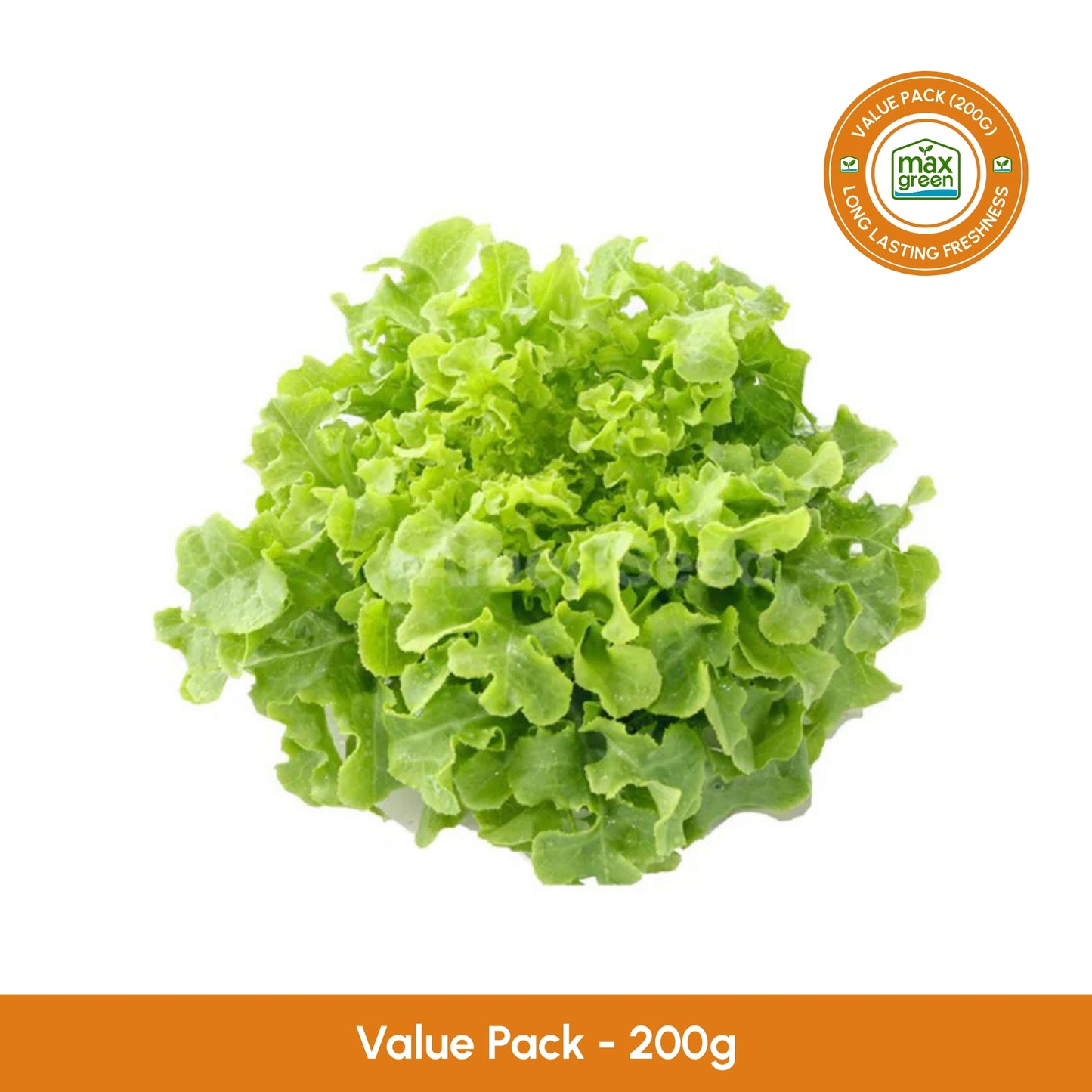 Green Oakleaf Lettuce