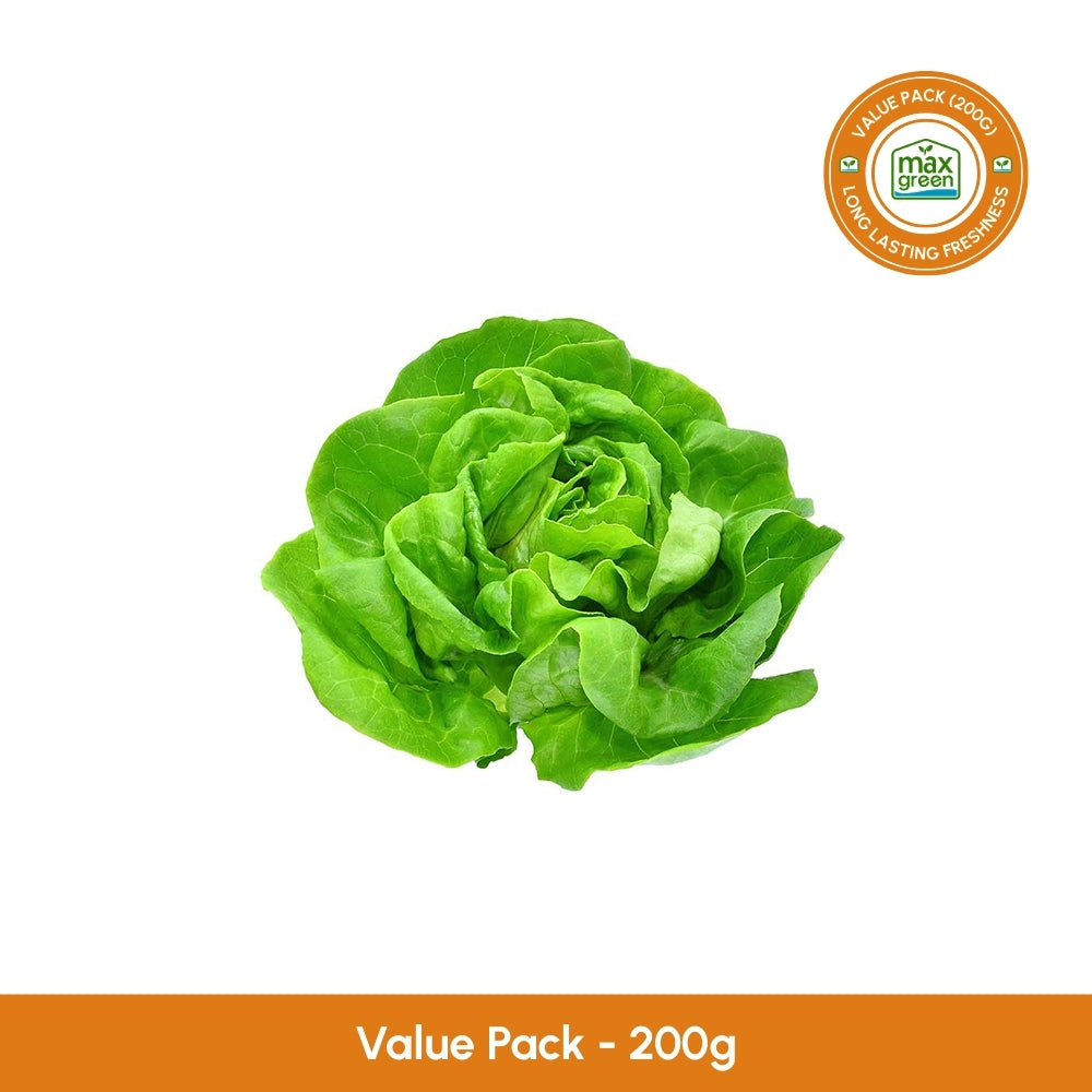 Butterhead Lettuce
