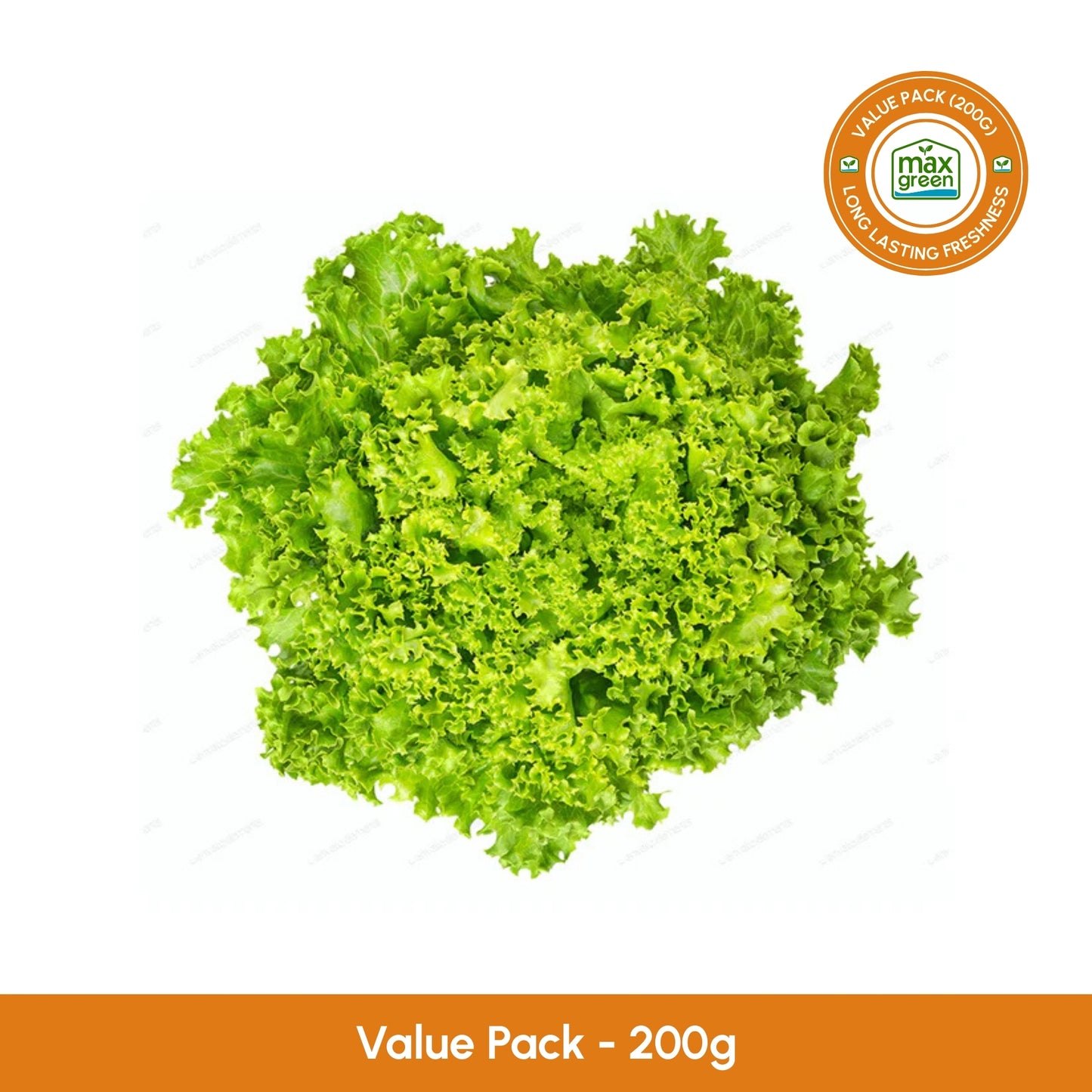 Green Lollo Lettuce